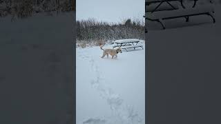 Artie loves ❤ snow ❄ #funny #dog #standardpoodle #snow