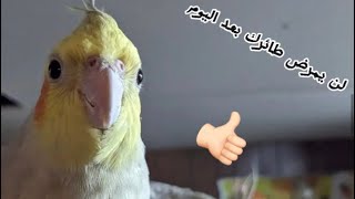 روتيني مع طيوري ?+ اذا سويت طريقتي اضمن صحة طيورك??