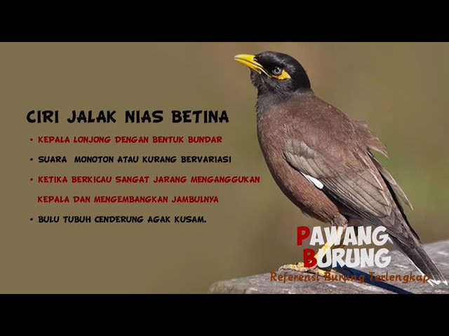 Download Jalak Nias Jantan Mp3 Mp4 3gp Flv Download Lagu Mp3 Gratis