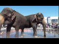 altapress.ru: В Барнауле купались слоны