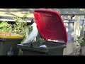 Australia's Got "Trash Can Parrots"