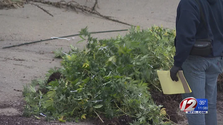 Police seize 100 illegal pot plants from Cranston building