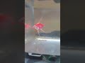 Neon pink with white stripes #fish #fishkeepinghobby #angelfish #badbunny