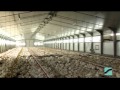 Broilers on floor - SPEROTTO SPA.mpg