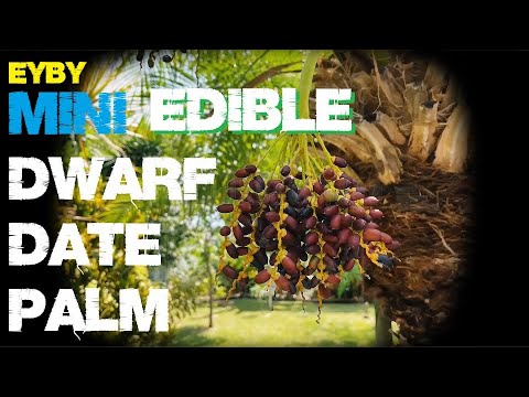 Wideo: Uprawa palm karłowatych - pielęgnacja palmy karłowatej daktylowej