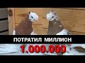 ПОТРАТИЛ МИЛЛИОН за 24 часа. Узбекские двухчубые голуби. Tauben. Pigeons