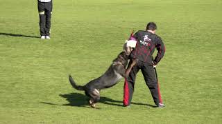 Wusv Igp 2025 Matuš Balun Protection Nova Gorica Slovenia German Schepherd,Dog For Home,For Sale,