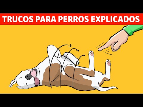 Video: Enseñar a su perro a dar la vuelta en el momento justo