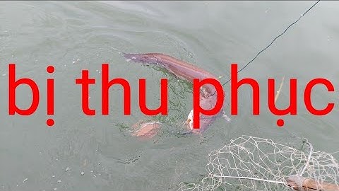 hốt trọn bày cá gát(lê nghĩa cần giờ)