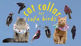 DIY collar stops CATS from killing BIRDS