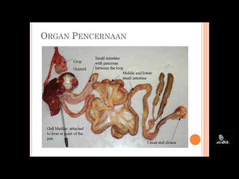 PTU BTU PB Anatomi Fisiologi Sistem  Pencernaan  Reproduksi 