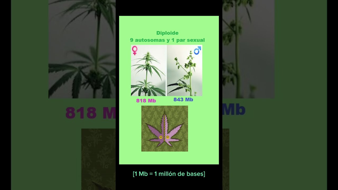 Genética, CBD y Cannabis.