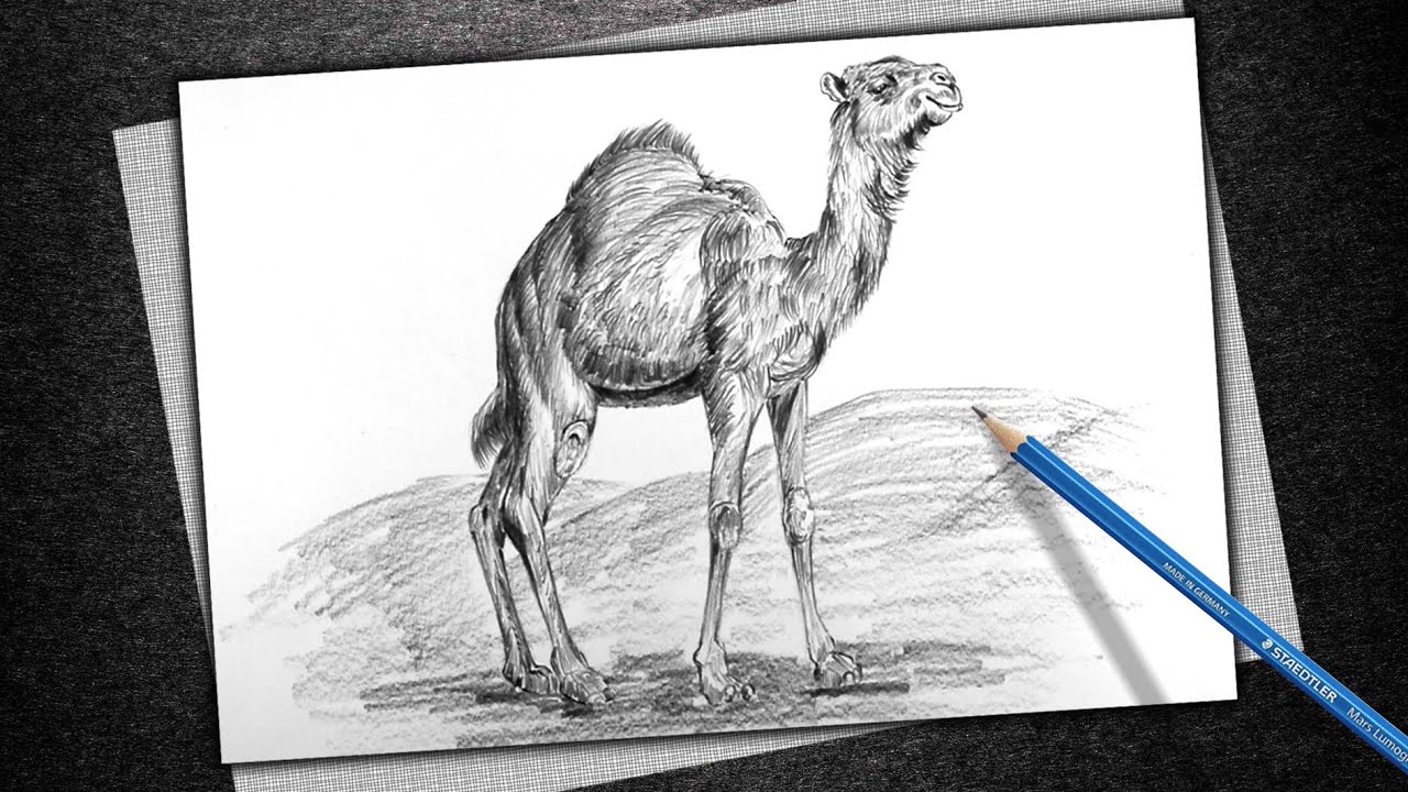 How to Draw a Camel Pencil Sketch Camel Drawing and Shading for