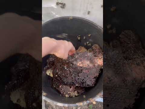 Pulling Honey from a Wild Hive in a Tire