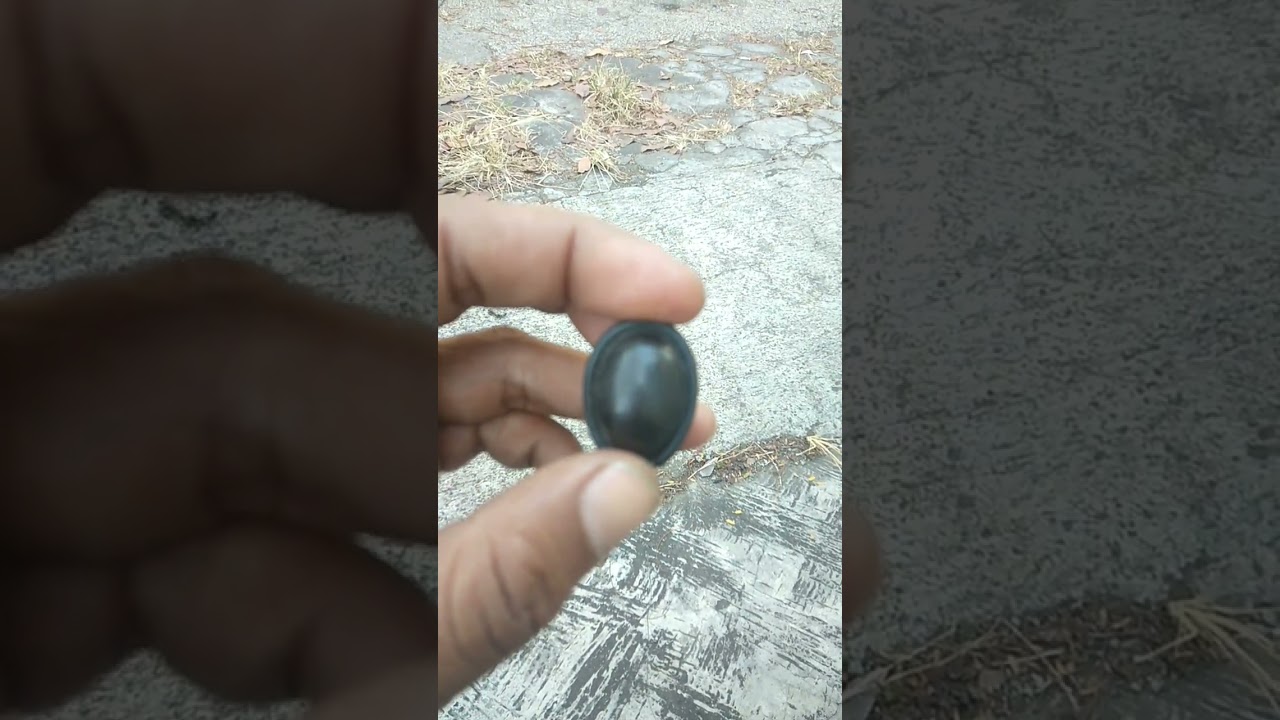 si black panther namanya ada kisah di balik batu 