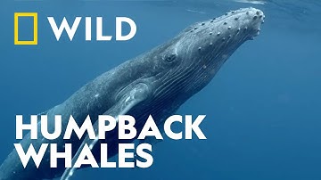 Humpback Whales Migration to Australian Waters | Built to Survive | National Geographic WILD UK