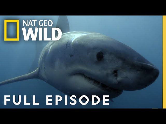 Deep Water Death Match (Full Episode) | Predator Fail class=