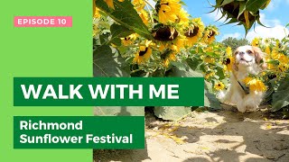 Sunflower Farm Dog Walk | Ep.10 Richmond Sunflower Festival, Metro Vancouver by Tantissimo the Cavie 156 views 2 years ago 3 minutes, 10 seconds