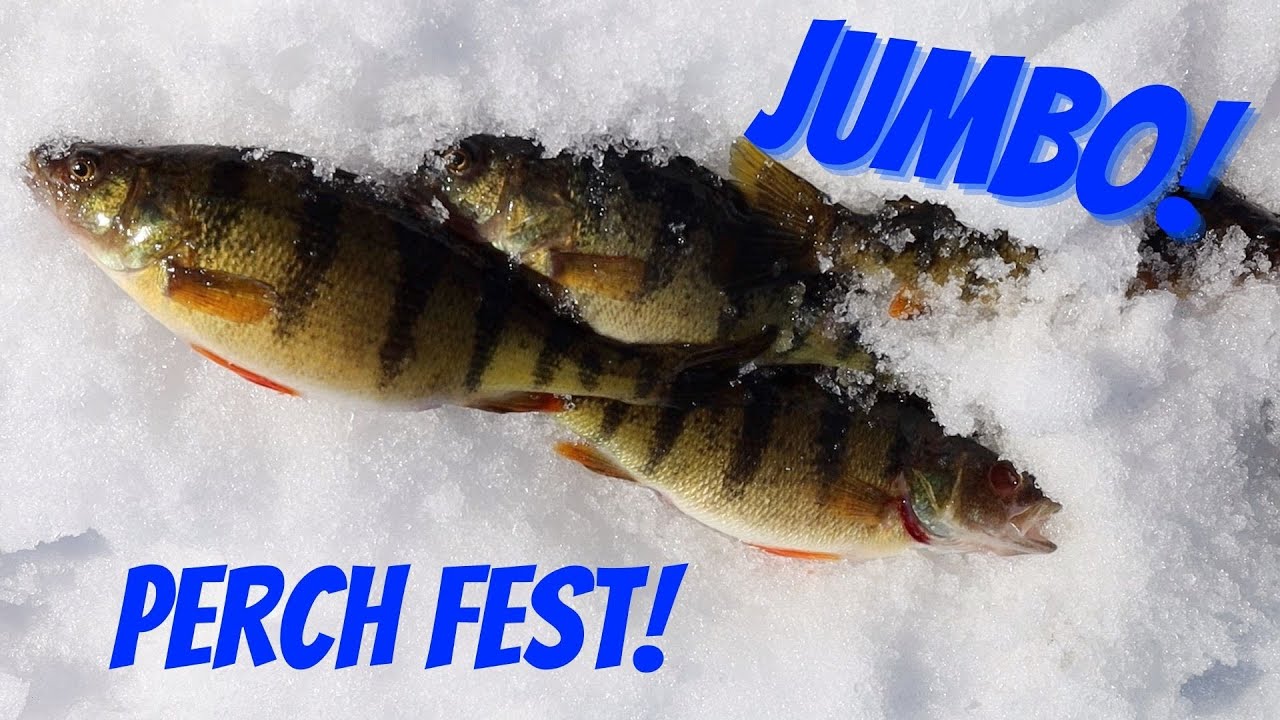 Minnesota Perch Fishing on Lake Winnie YouTube