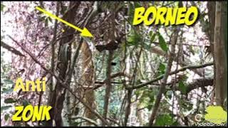 Suara pikat burung cililin/panggilan cililin ANTI ZONK......!