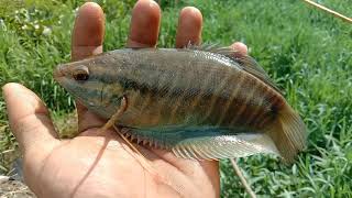 mancing ikan sepat Siam gak mau makan