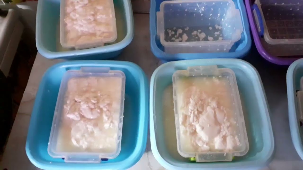 Facem brânză-partea a II a - procesarea laptelui !!!