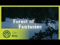 Forest of Fantasies - The Secrets of Nature