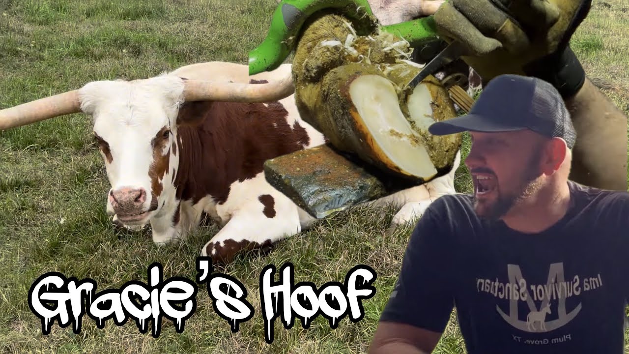 What’s Wrong With Gracie’s Hooves?