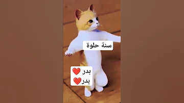 بدر بدر سنة حلوة قطة Cat Funny Shorts Short 