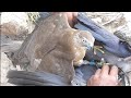 outstanding hunting crows with goshawks and shikra || the best hunting || Wildlife Today