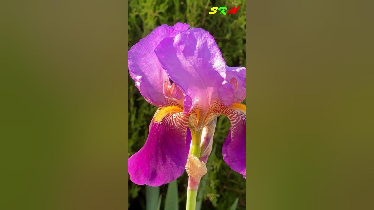 nature-s-symphony-melodies-of-peace-and-serenity-tranquility