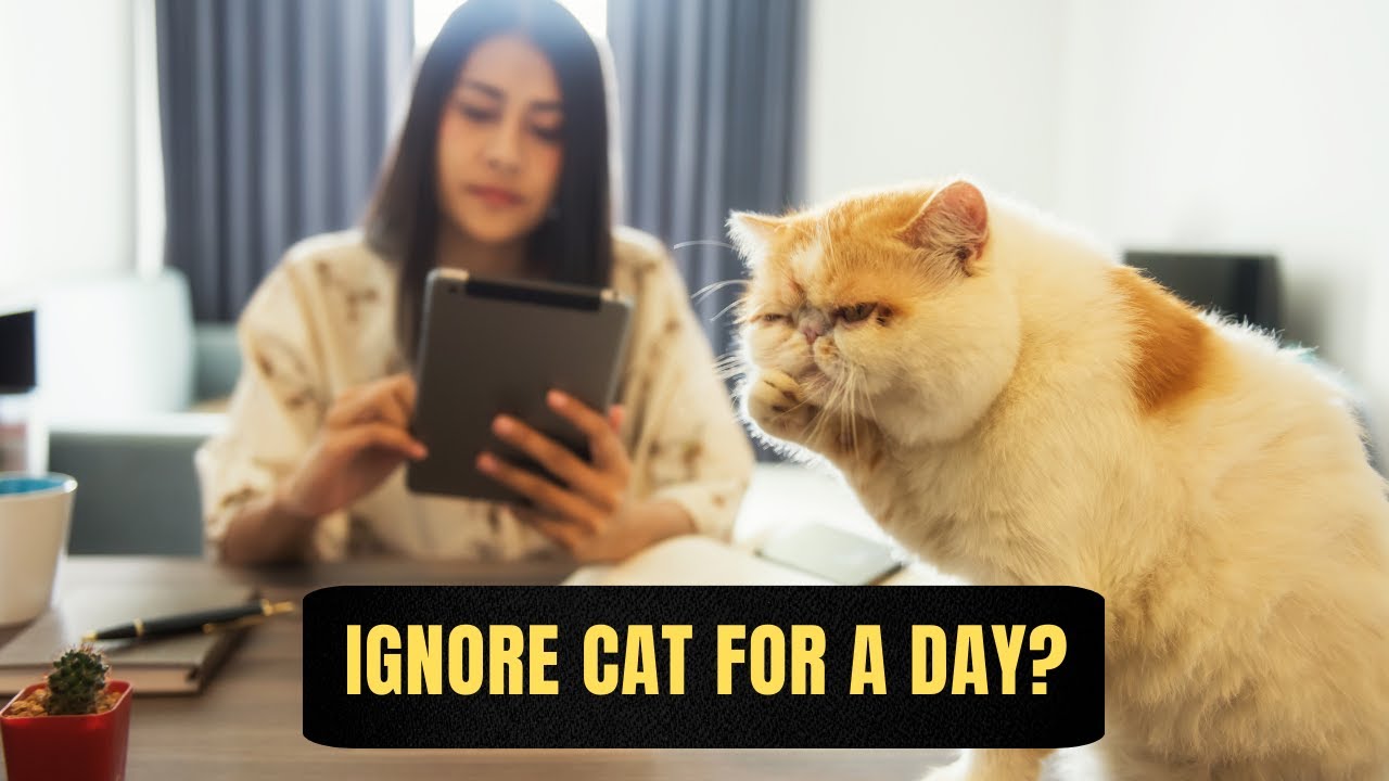 What Happens When I Ignore My Cat for a Day? Unveiling the Consequences ...