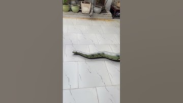 Kids Attacked By Giant Anaconda Snake 🐍#shorts #kids #snakes #snake #snakevideo #anaconda #bigsnake