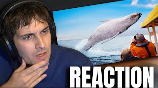 😱BLUR REACTION AGLI INCONTRI PIÙ ASSURDI CON GLI ANIMALI!