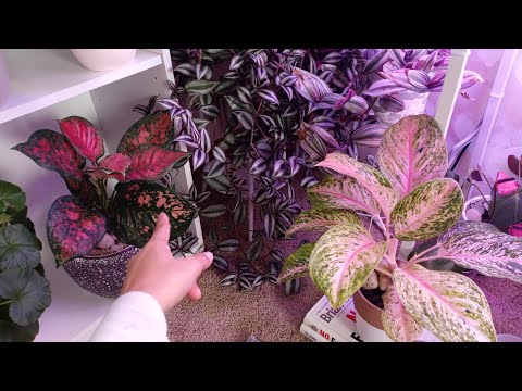 Video: Aglaonema: cuidado y reproducción en casa, foto y descripción