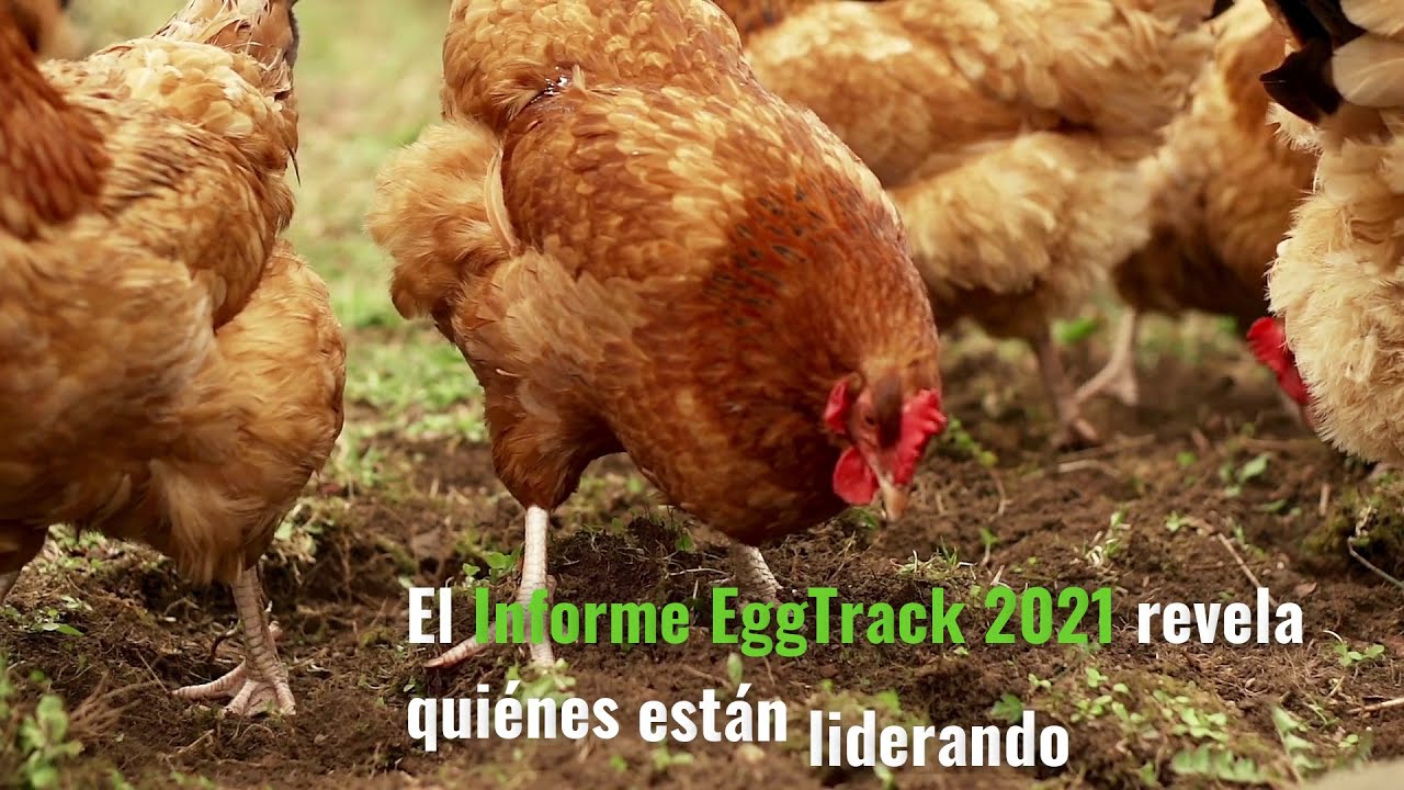 EggTrack 2021 | Avanzando hacia un futuro libre de jaulas