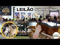 LEILÃO HARD WORK WV - QUARTO DE MILHA