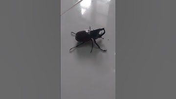 Con bọ cánh cứng hai sừng #shorts