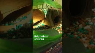 Baby catfish offspring/ 180L aquarium  catfish antennenwels eheim shorts