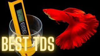Guppy Fish Care – Best TDS for Guppies