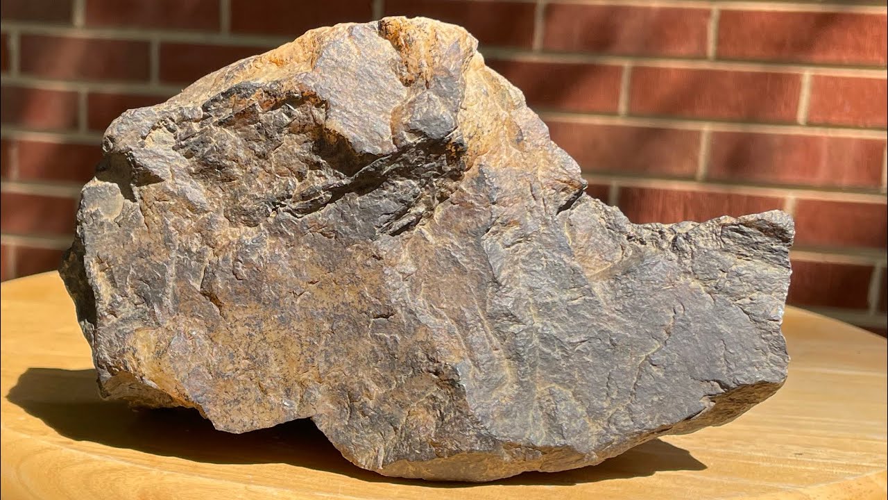 A Rhino Head Effigy 🦏 (Small horn) Teleoceras aepysoma or Aphelops?Animals in Stone. 4K Hi Res req.