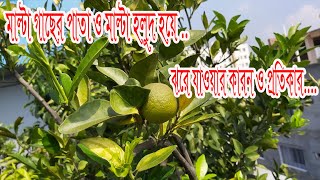 মাল্টা গাছের পাতা ও মাল্টা হলুদ হয়ে ঝরে পড়ার কারন ও প্রতিকার। ছাদ কৃষি