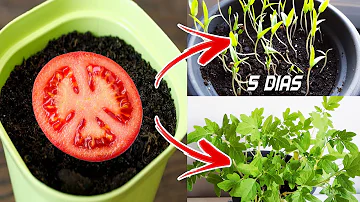 ¿Pueden resembrarse los tomates?