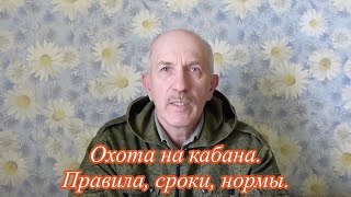 Охота на кабана, правила, сроки, способы