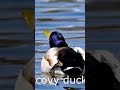 Muscovy duck