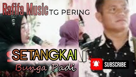 RAFIFA MUSIC | SETANGKAI BUNGA PADI | LIVE TANJUNG PERING INDRALAYA OGAN ILIR | | Shapa WG Channel