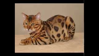 Купить корм для кошек воронеж Купить корм для кошек воронеж