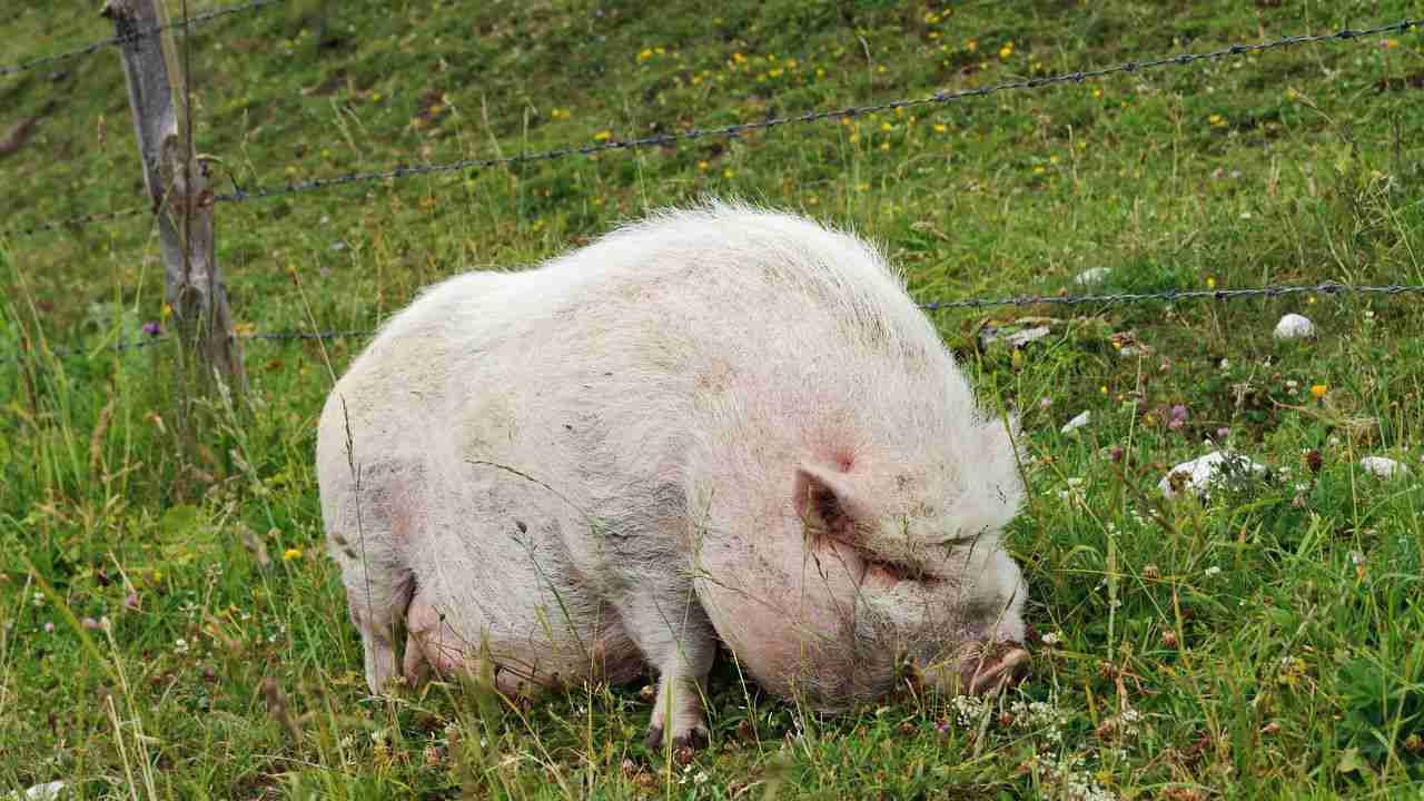 to Feed Your Potbellied Pig | Pet Pigs 