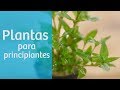 Plantas de acuario para principiantes 🌿