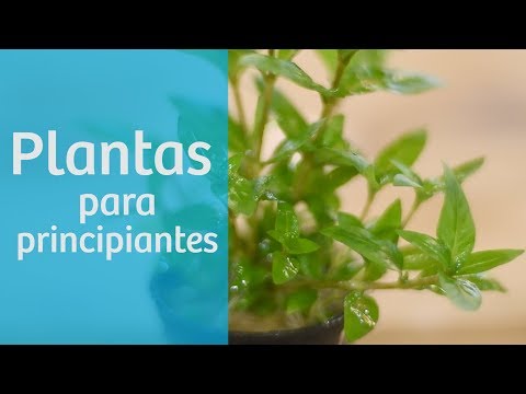 Video: Cómo plantar plantas en un acuario: características y tratamiento de las plantas, tecnología de plantación, cuidado, recomendaciones de expertos